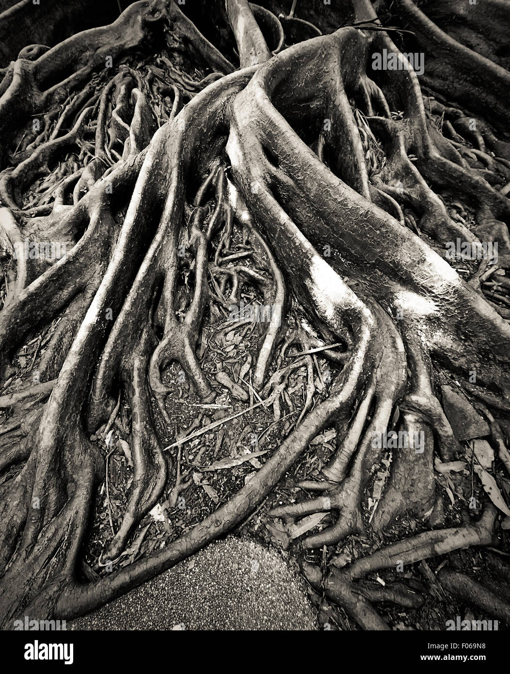 the roots of the banyan tree in the raining day Stock Photo - Alamy