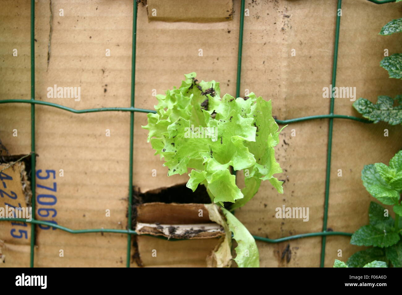 Young lettuce plants growing in a vertical garden container Stock Photo