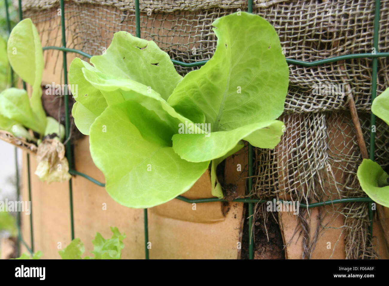 Young lettuce plants growing in a vertical garden container. Stock Photo