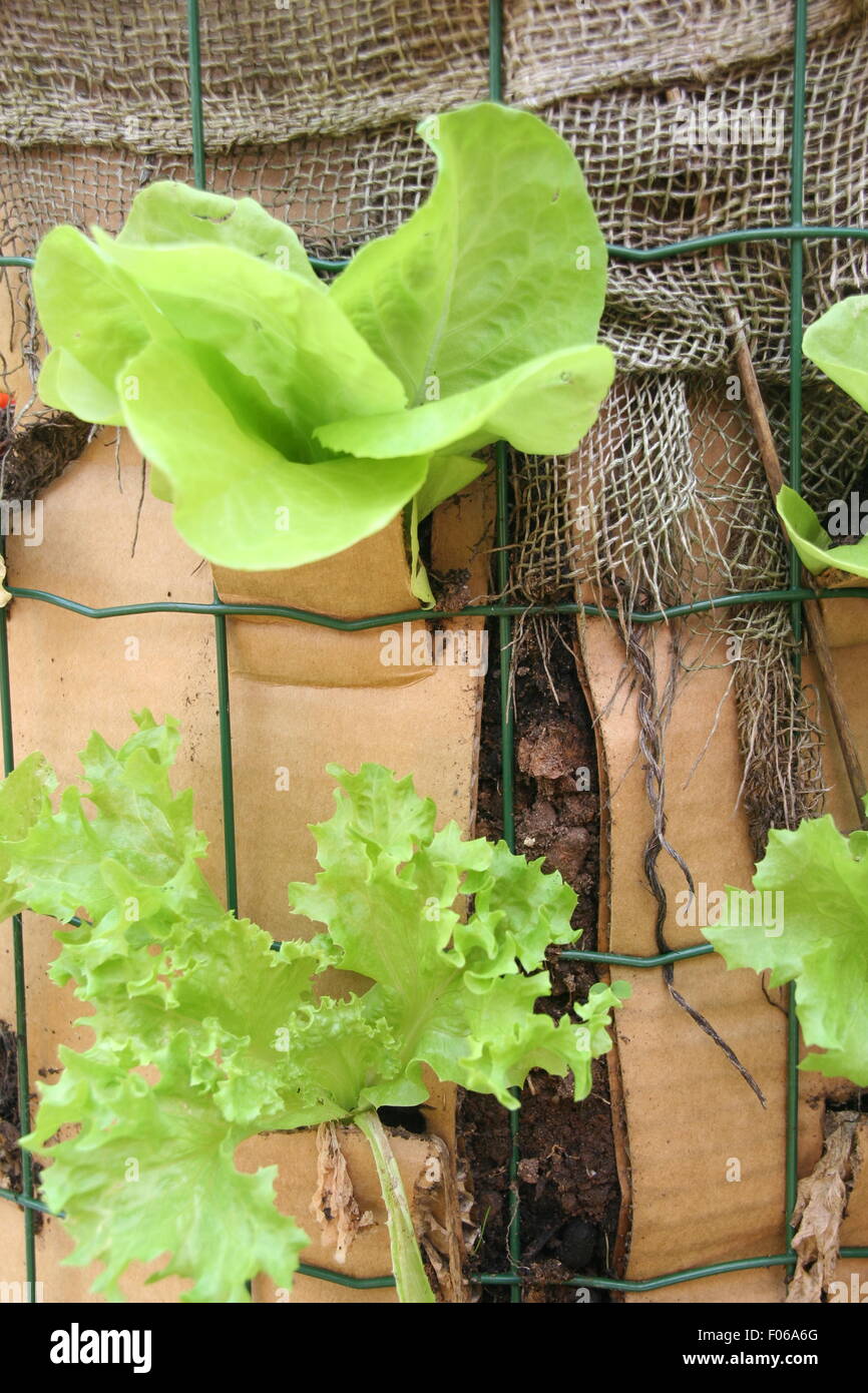 Young lettuce plants growing in a vertical garden container. Stock Photo