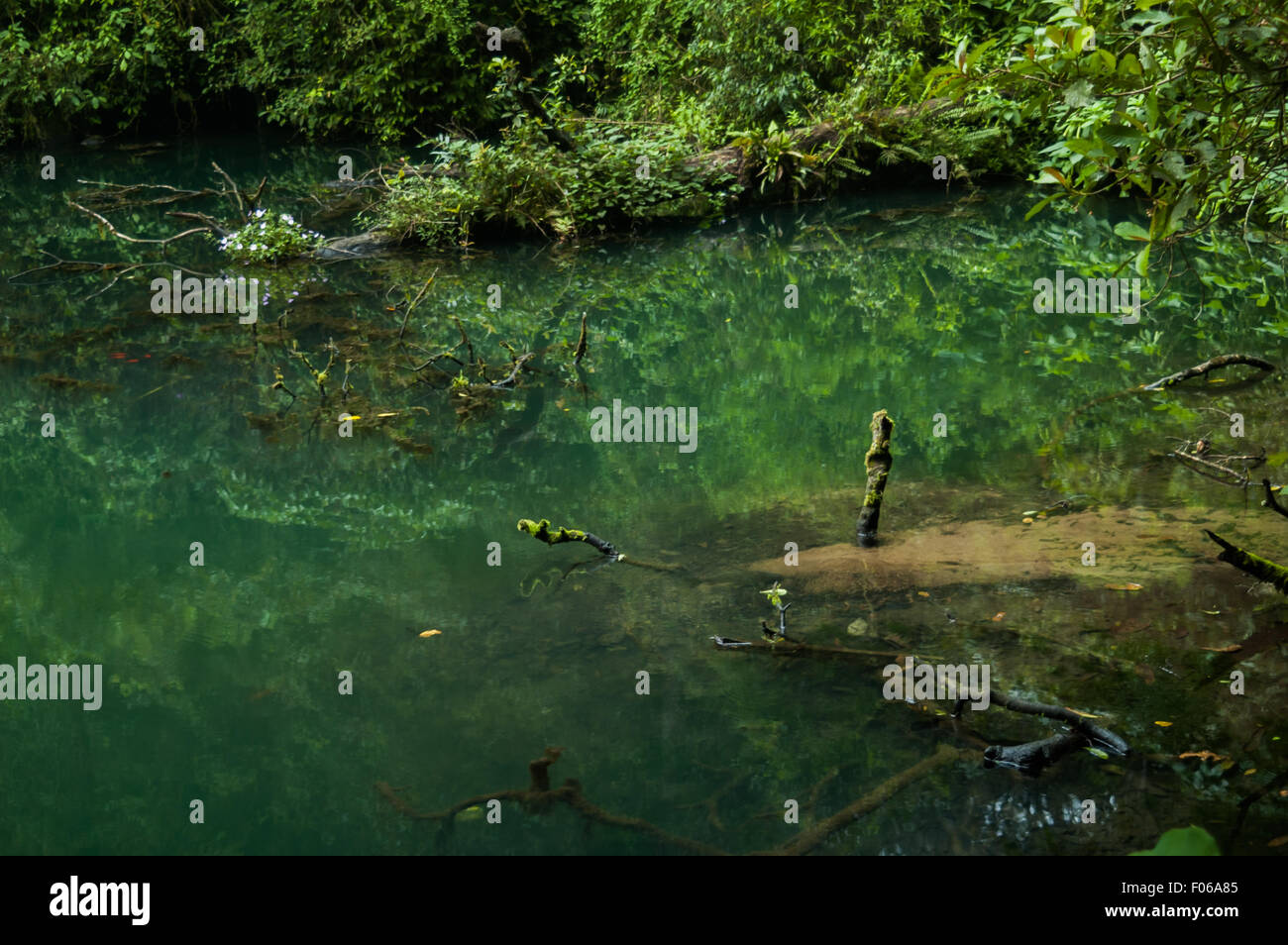 Natural pond in tropical rainforest Stock Photo Alamy