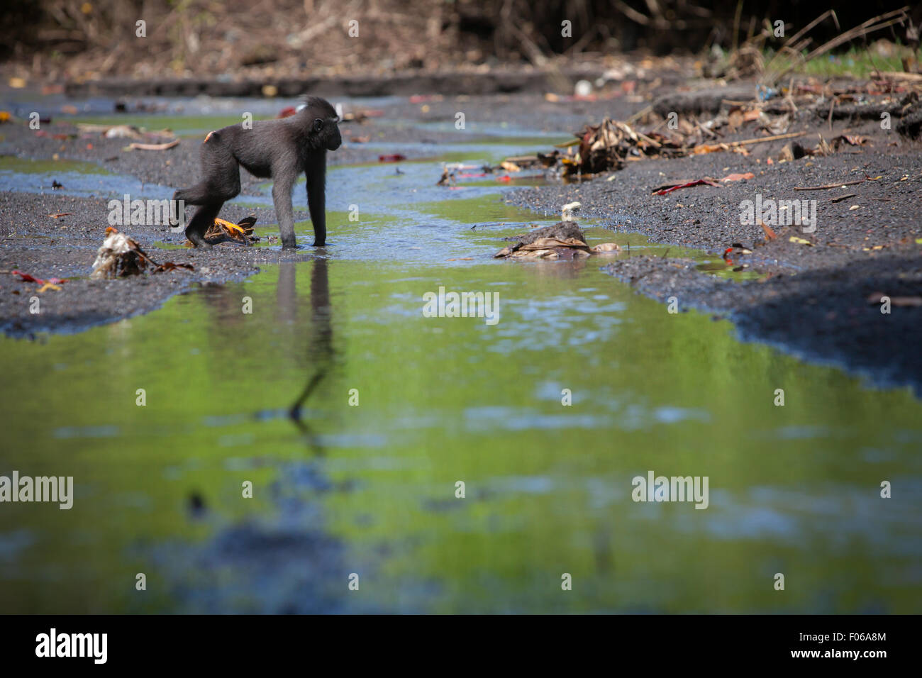 A young Sulawesi black-crested macaque (Macaca nigra) is photographed on a stream in Tangkoko Nature Reserve, North Sulawesi, Indonesia. Stock Photo