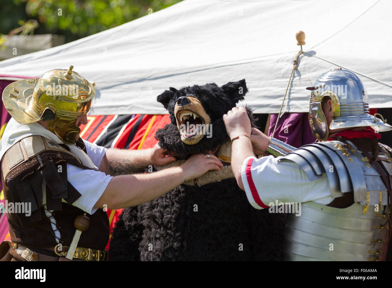Wallsend, Tyne and Wear, UK. 8th August, 2015. Hadrian Festival at Segedunum Roman Fort: Two Roman Gladiators  assist their colleague with his bear costume. The Hadrian Festival is part of the programme of activities supporting the British Museum's Roman Empire: Power & People exhibition which is on public display 30 May – 13 September 2015 Credit:  Andrew Nicholson/Alamy Live News Stock Photo