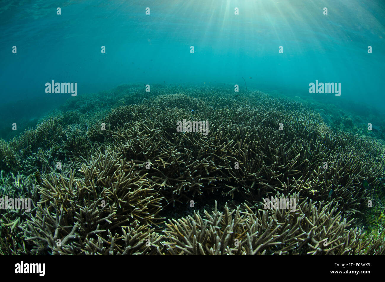 Sunrays filter over a hard coral garden, Acropora sp., Mommon, West Papua province, Indonesia, Pacific Ocean Stock Photo
