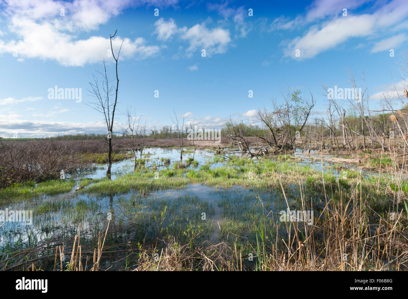 Spring Marsh Marsh in spring Stock Photo - Alamy