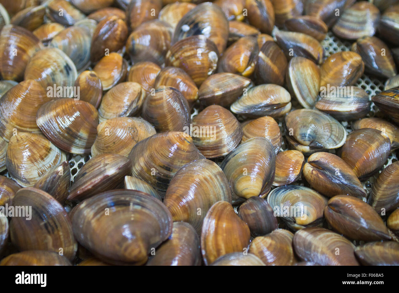 Dozens of clams lying atop some netting after being pulled from the
