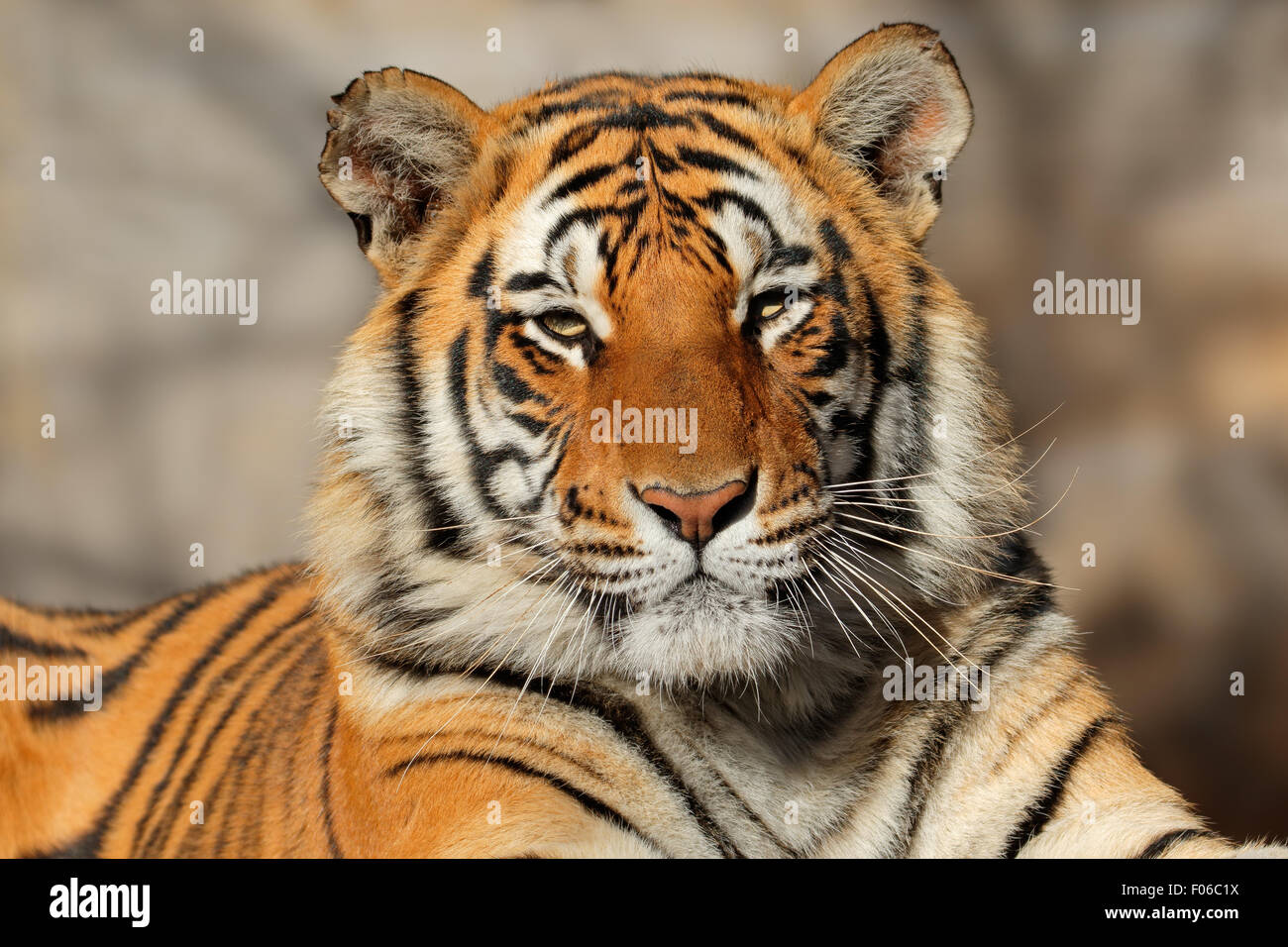 Portrait of a Bengal tiger (Panthera tigris bengalensis) Stock Photo