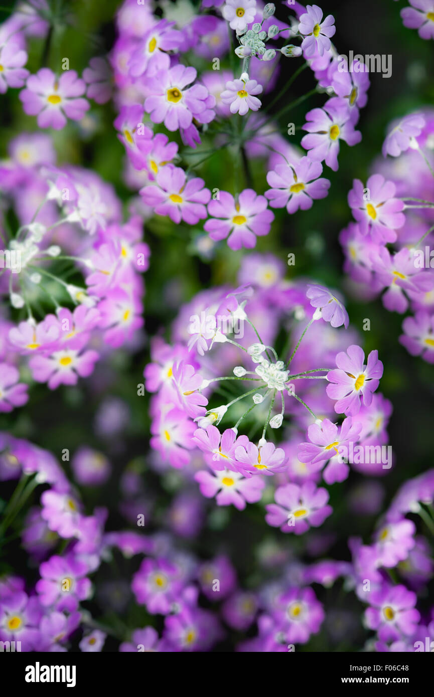 fresh flower in the garden Stock Photo Alamy