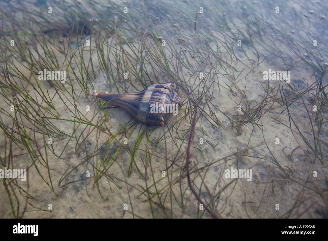 Underwater photograph of a Lightning Whelk, or Busycon perversum, in