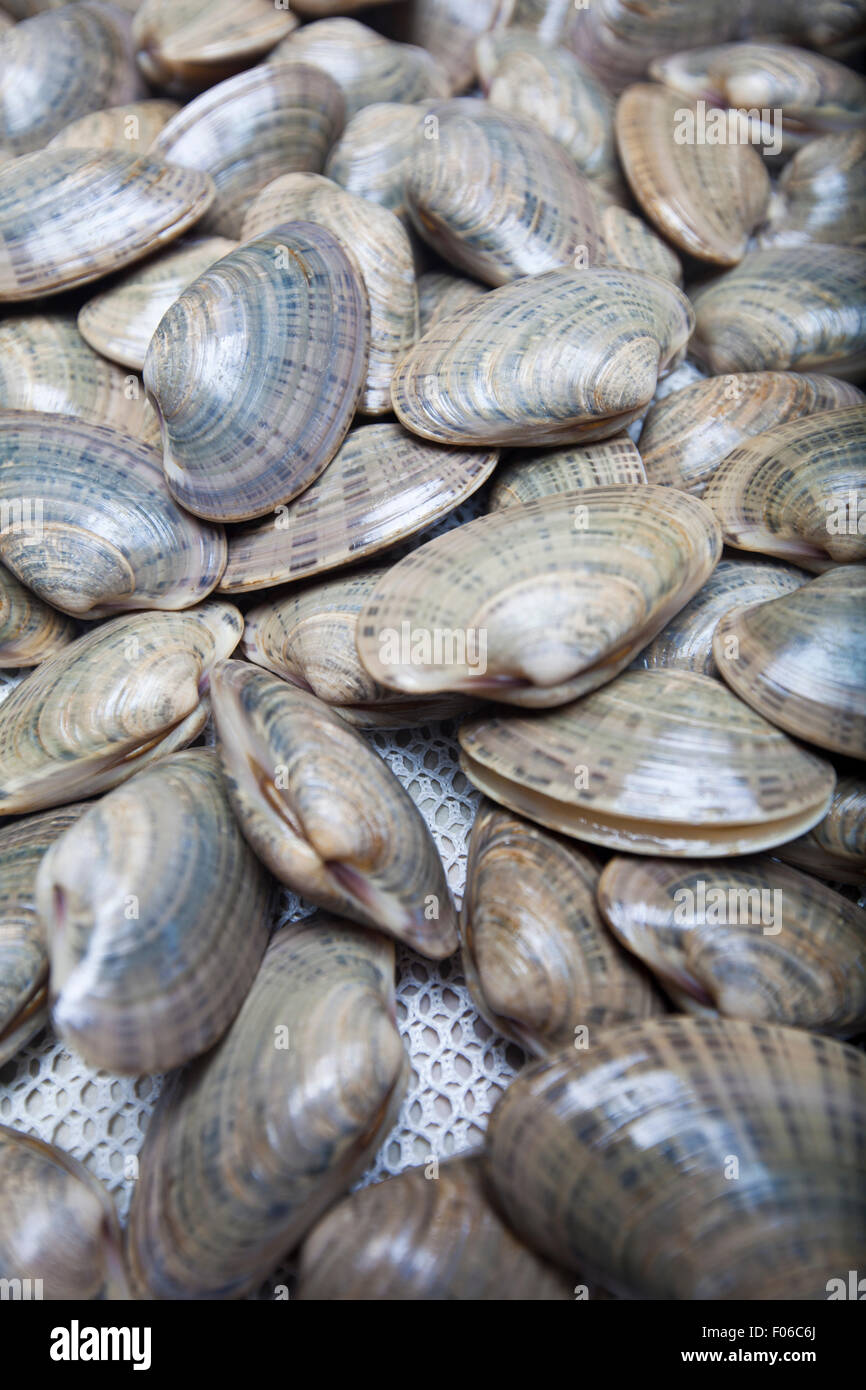Sunray Venus Clams piled atop some netting material fresh out of the Gulf of Mexico waters Stock Photo