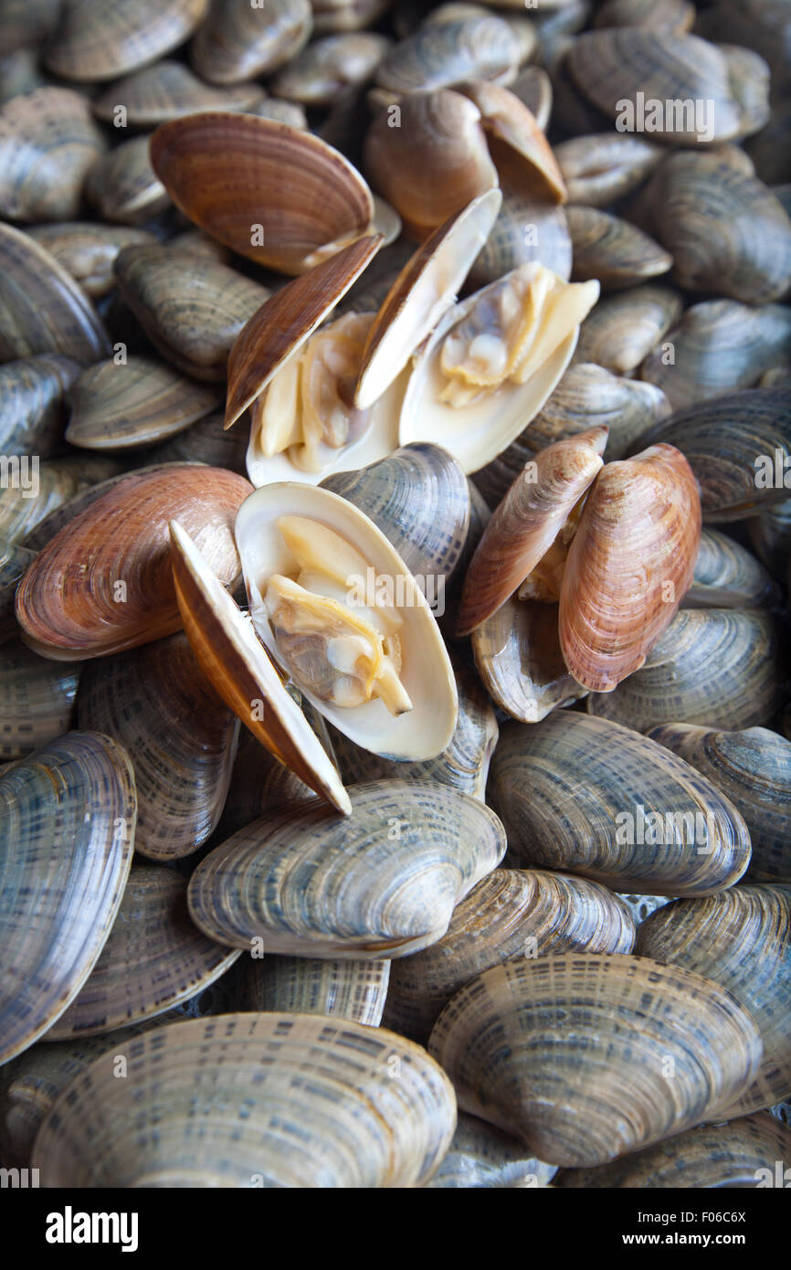 Some Sunray Venus Clams that have been steamed sitting atop a bed of fresh clams yet to be steamed Stock Photo