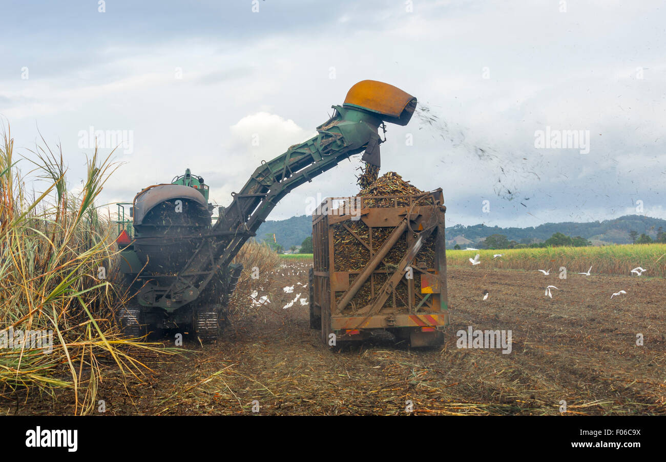 Sugar cane harvest Stock Photo Alamy