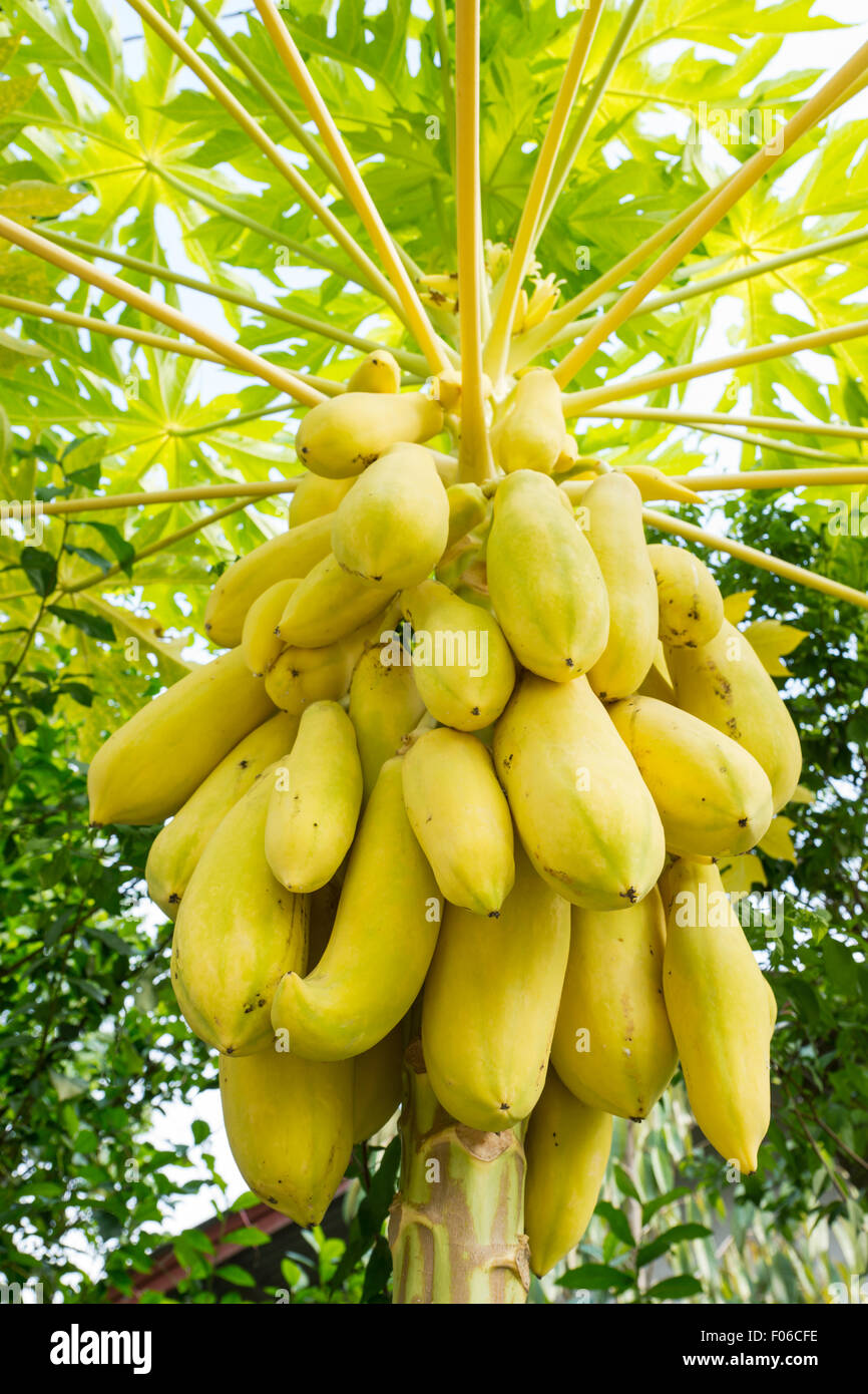 Yellow papaya tree Stock Photo Alamy
