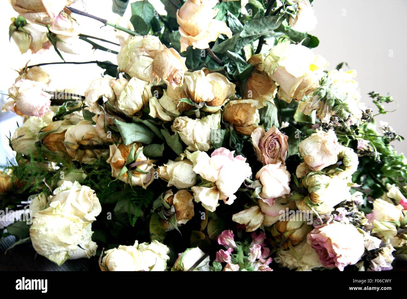 Dried roses hi-res stock photography and images - Alamy