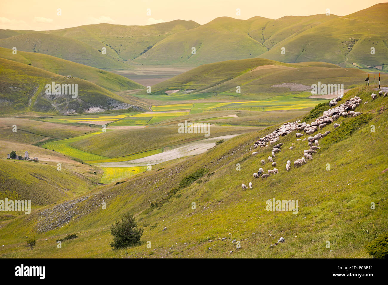 Herd of sheep at piano grande umbria italy stock photo alamy