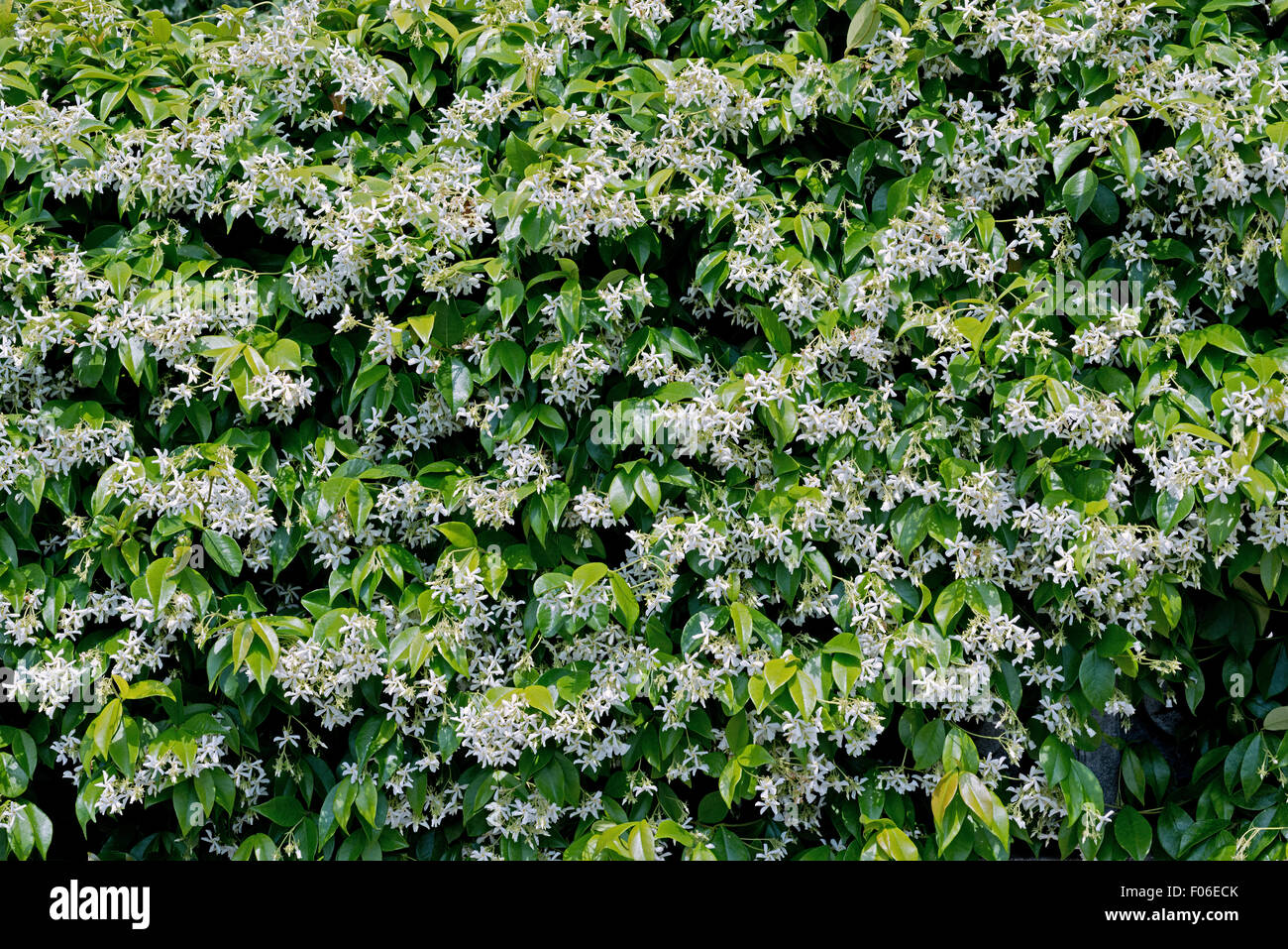 Flowers of Trachelospermum jasminoides Stock Photo