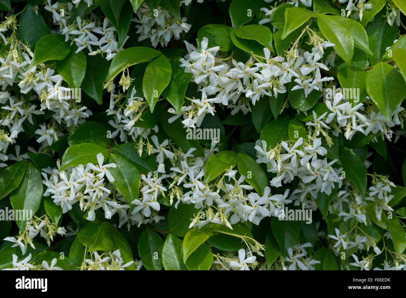 Flowers of Trachelospermum jasminoides Stock Photo