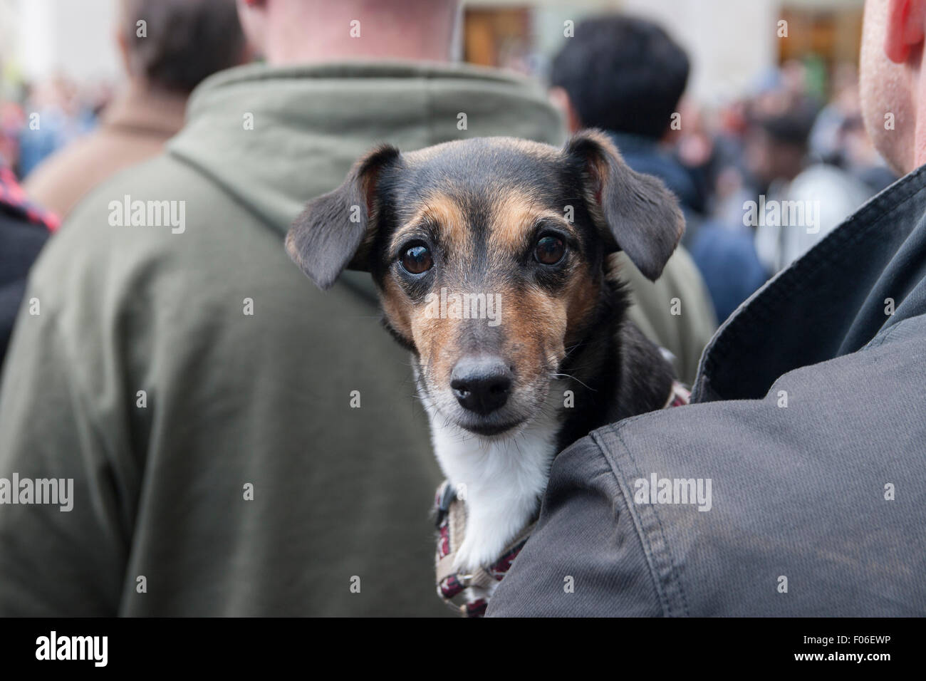 Dog Berlin Germany Stock Photo Alamy