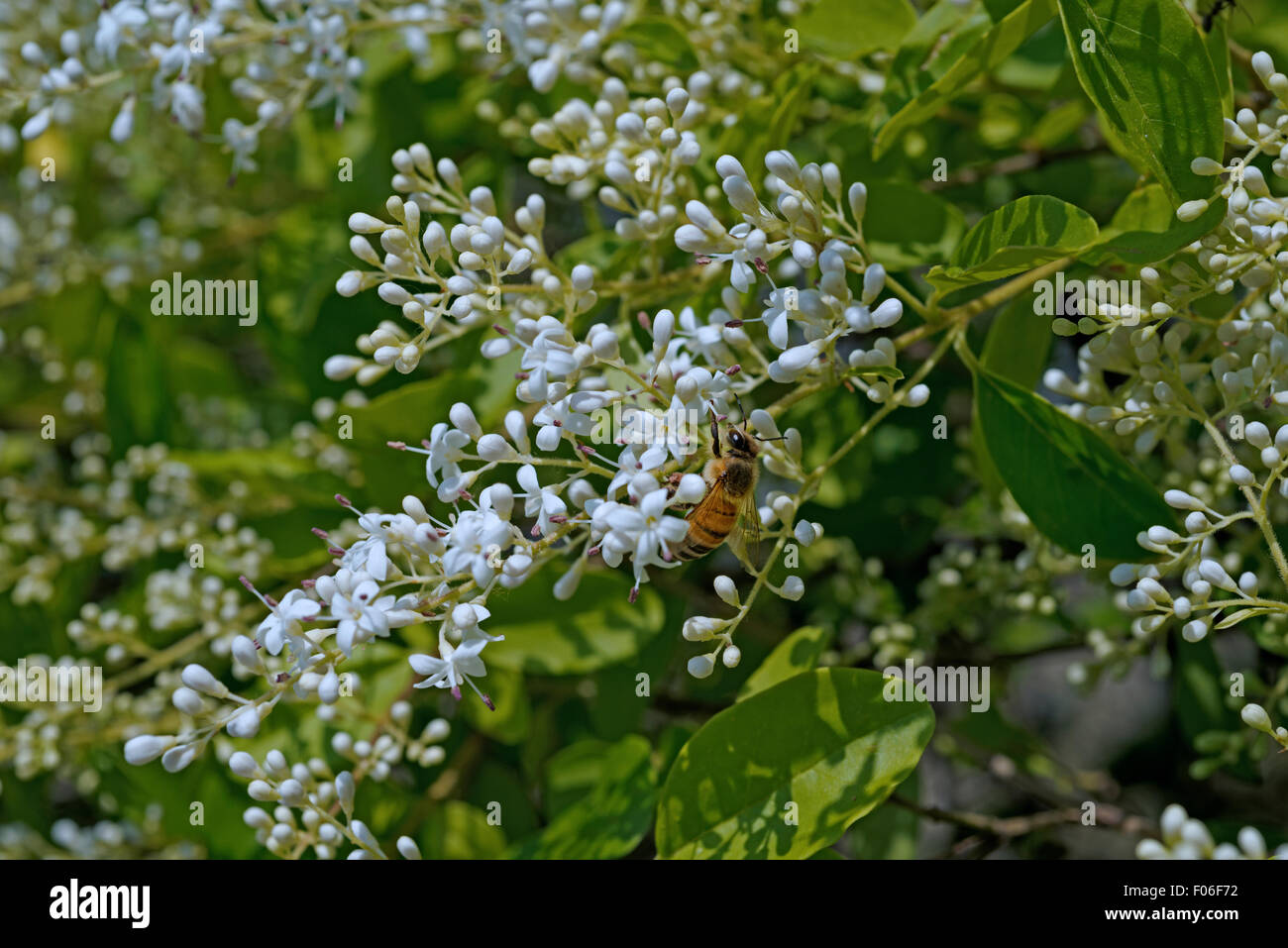 Privet flower hires stock photography and images Alamy