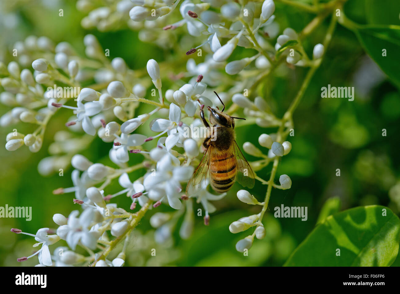 A bee on privet flowers Stock Photo Alamy