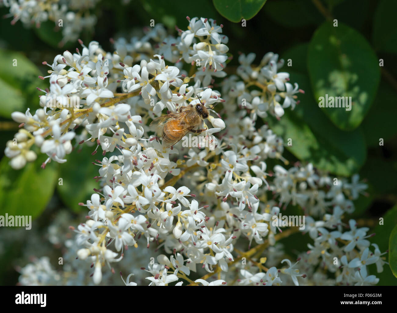 A bee on privet flowers Stock Photo Alamy