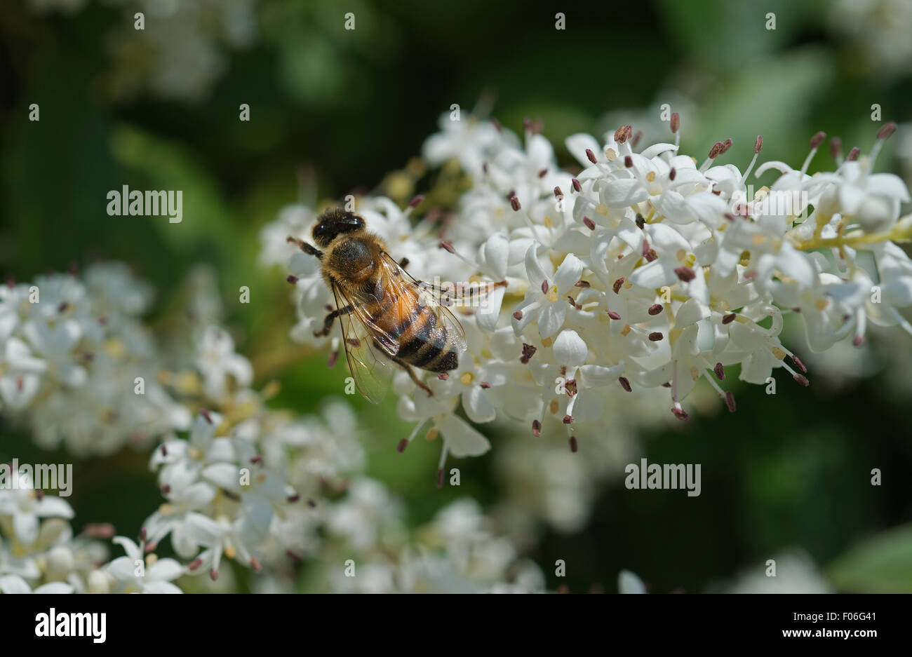Privet flower hires stock photography and images Alamy