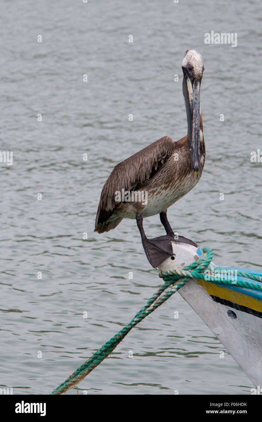 Pelican standing on a fisher boat in the bay of Pampatar. Isla Margarita is the largest island in the state of Nueva Esparta. Stock Photo