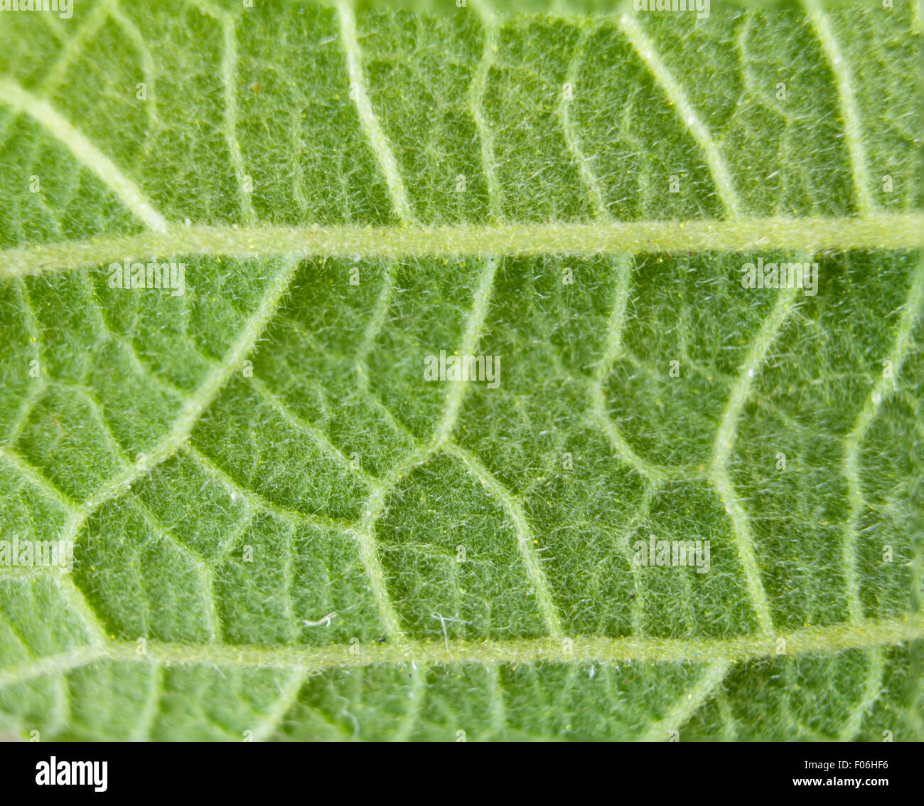 Green leaf texture hi-res stock photography and images - Alamy