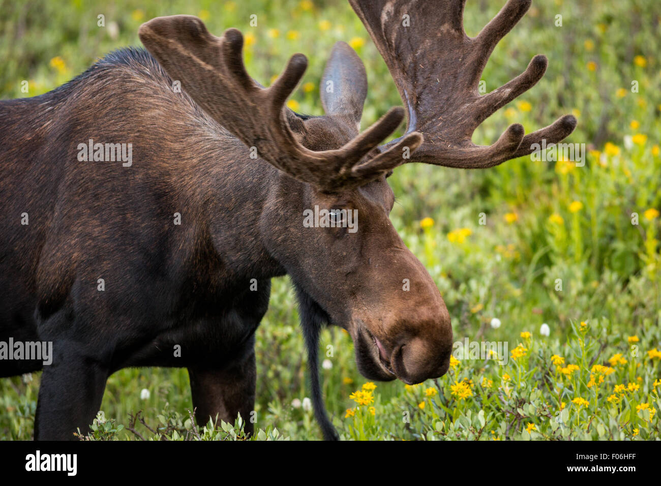 A Bull Moose Feeds In A Wildflower Meadow At Cameron Pass In The Roosevelt National Forest Near Gould Colorado Stock Photo Alamy