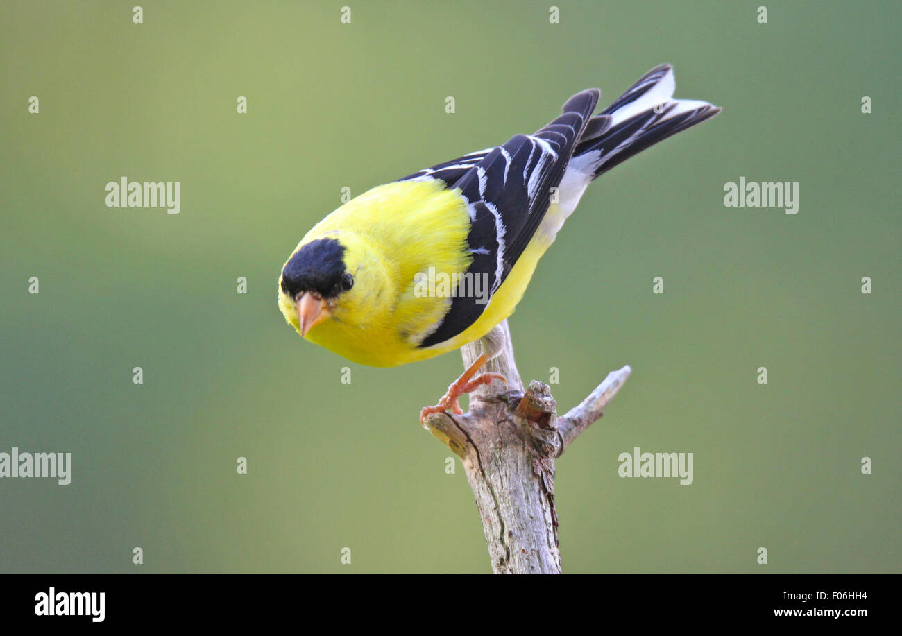 A bright yellow male American goldfinch (Carduelis tristis) perching on a branch in summer. Stock Photo