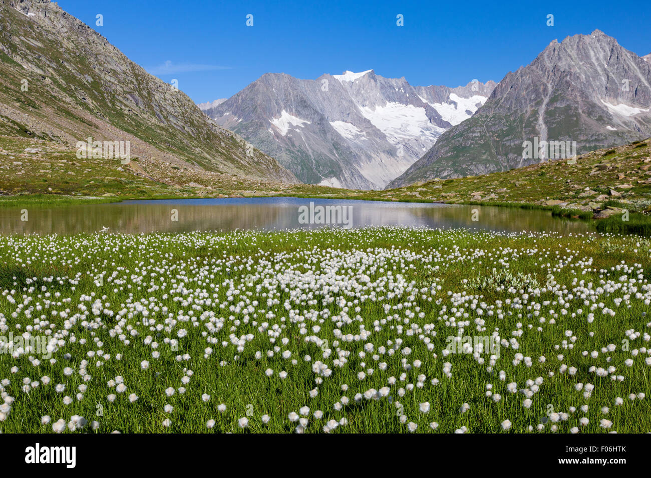 Märjelensee alpine lake near Aletsch glacier. Eriophorum scheuchzeri flowers. Valais, Swiss Alps. Switzerland. Stock Photo