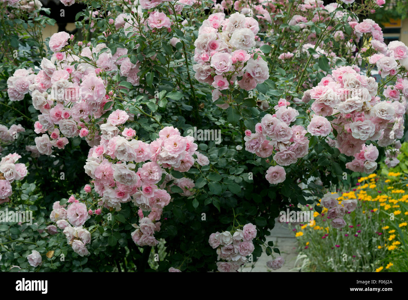 A rose garden Stock Photo - Alamy