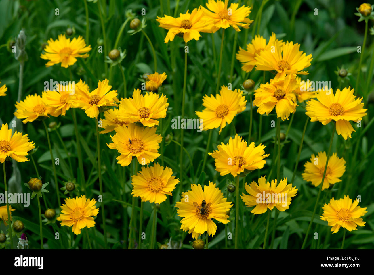 Flowers of Coreopsis lanceolata Stock Photo
