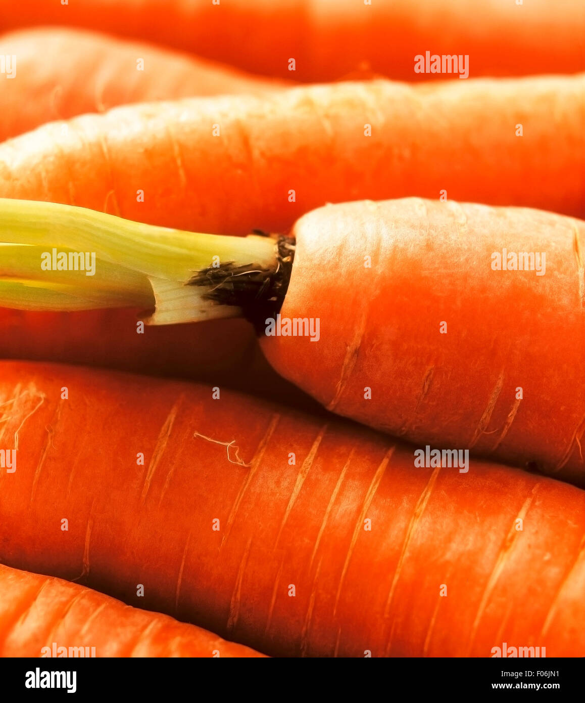 The close-up of fresh red carrots Stock Photo