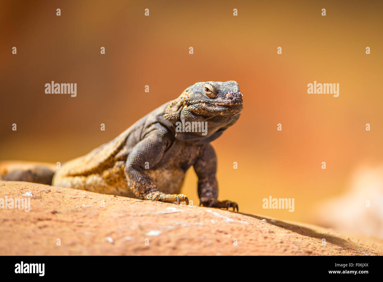 Portrait of eastern collared lizard (Crotaphytus collaris), also called common collared lizard or Oklahoma collared lizard Stock Photo