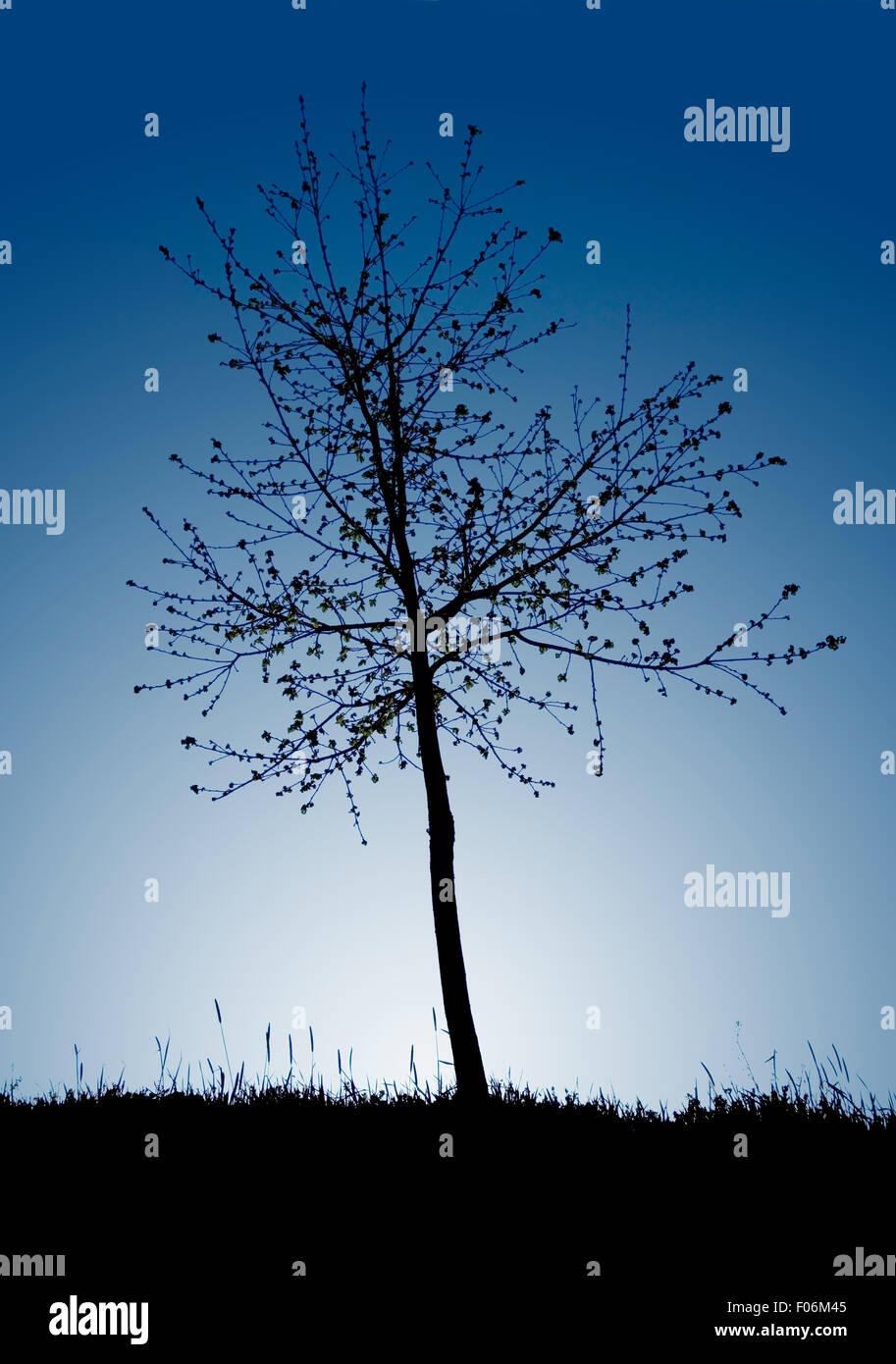 Silhouette of small fruit tree in dusk Stock Photo