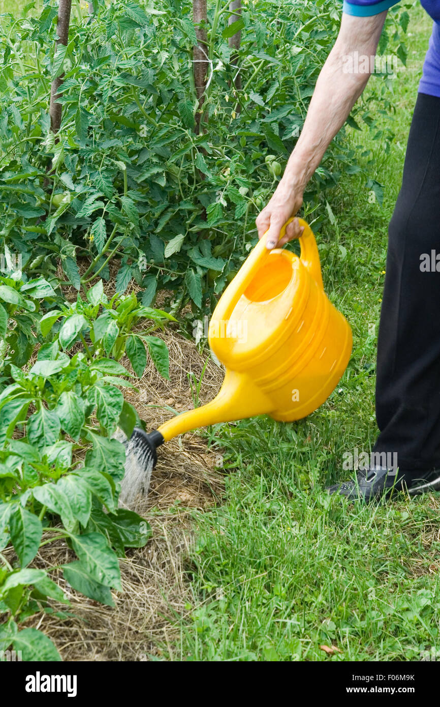 Sprinkling paprika plants with watering can Stock Photo
