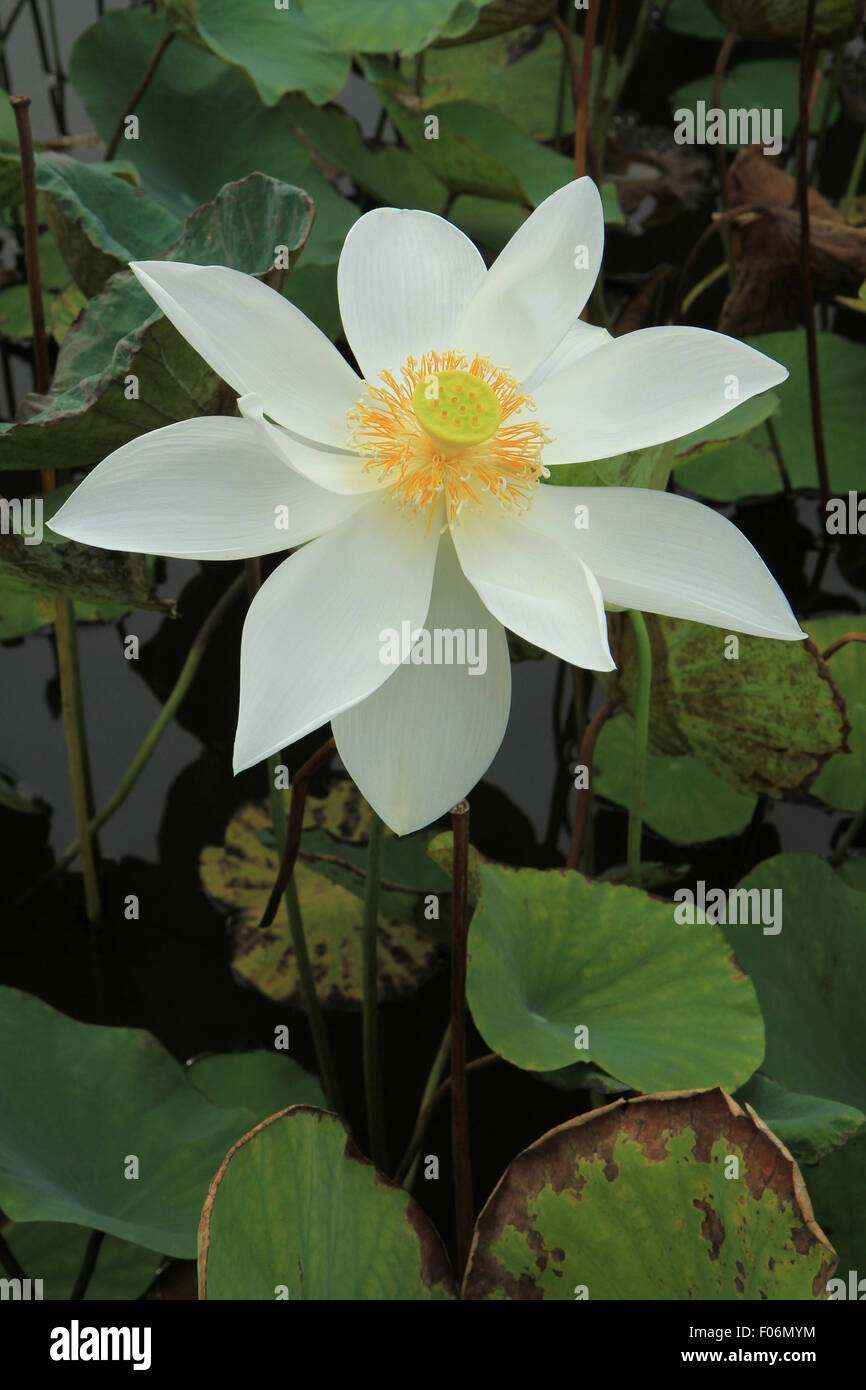 White lotus flowers with green leaves background in the lake Stock ...