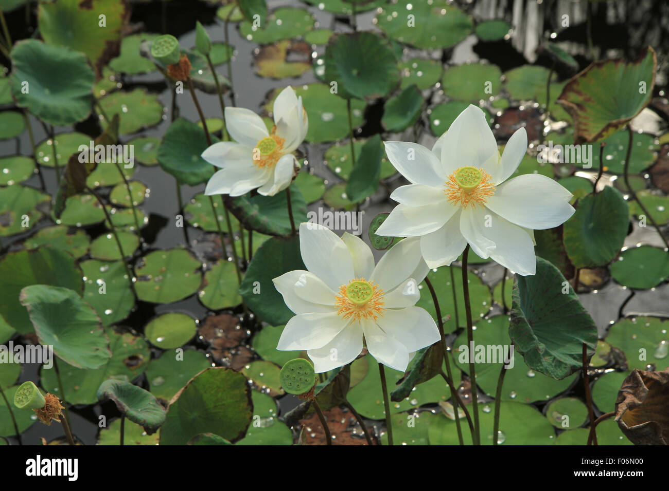 White lotus flowers with green leaves background in the lake Stock ...