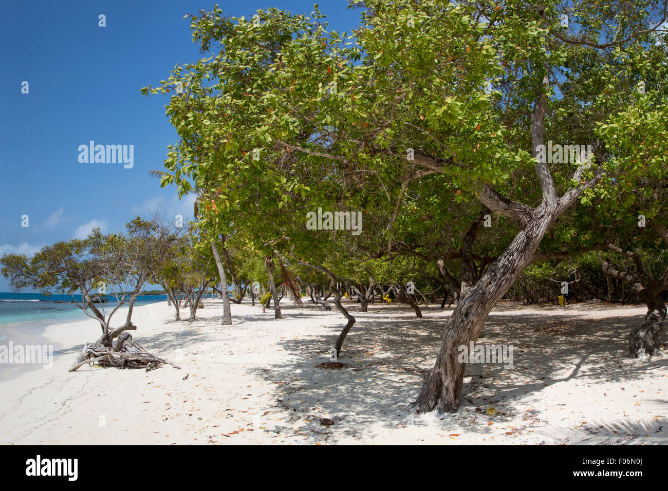 Morrocoy National park, a paradise with coconut trees, white sand and deep blue sky in Venezuela Stock Photo