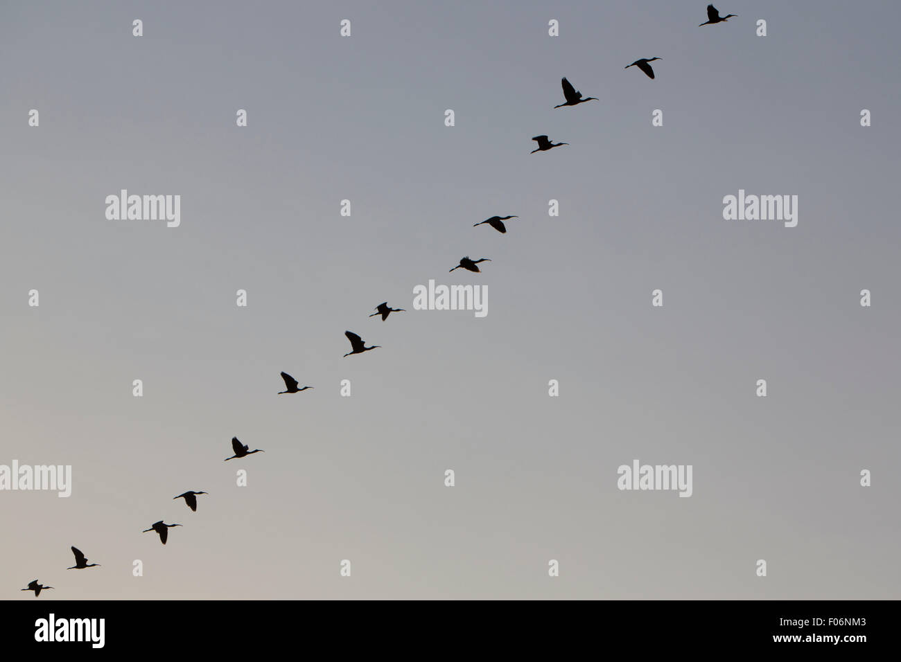 Birds flying in formation against a clear sky. Lake Maracaibo. Venezuela Stock Photo