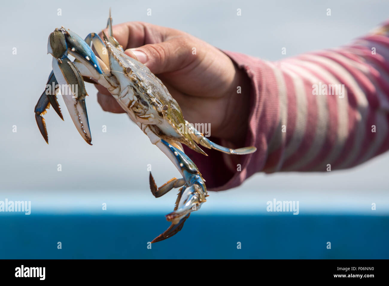 Fisherman holding crab hires stock photography and images Alamy