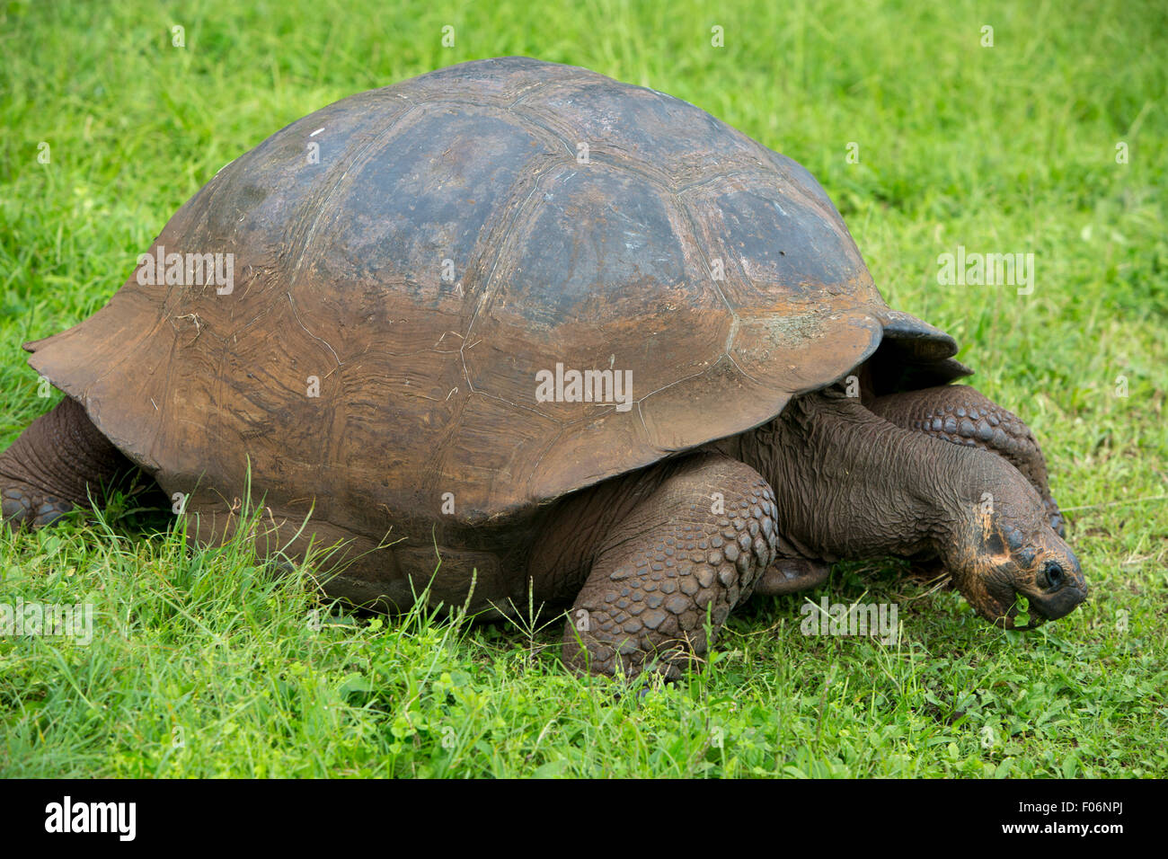 Giant Galapagos land turtle Stock Photo Alamy
