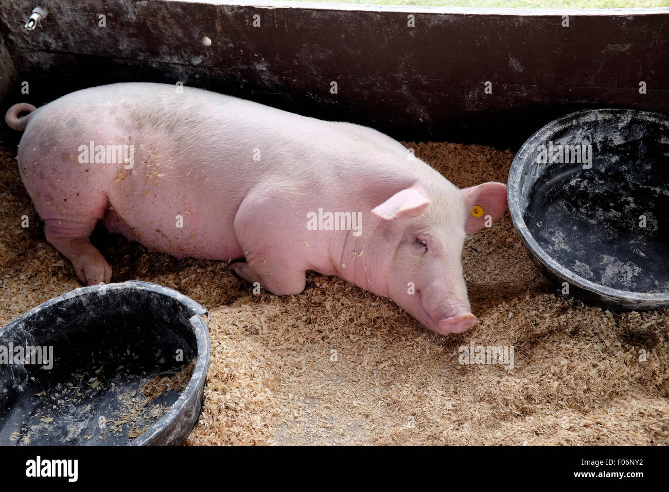 Pig resting at NJ State Fair, Sussex County, New Jersey Stock Photo