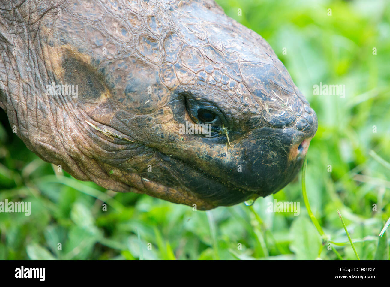 Giant Galapagos land turtle Stock Photo Alamy
