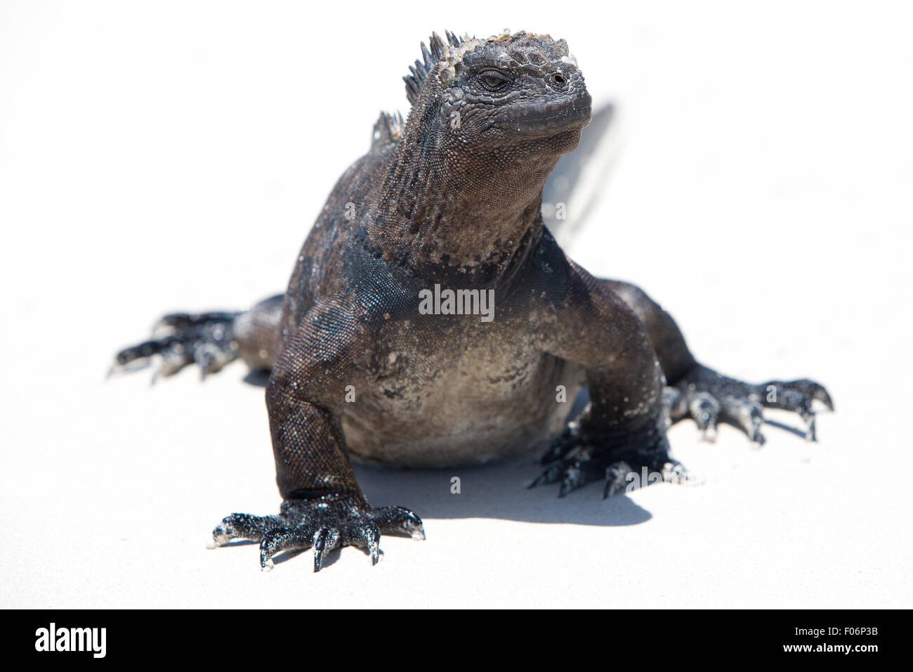 Marine iguana in the Galapagos islands Stock Photo