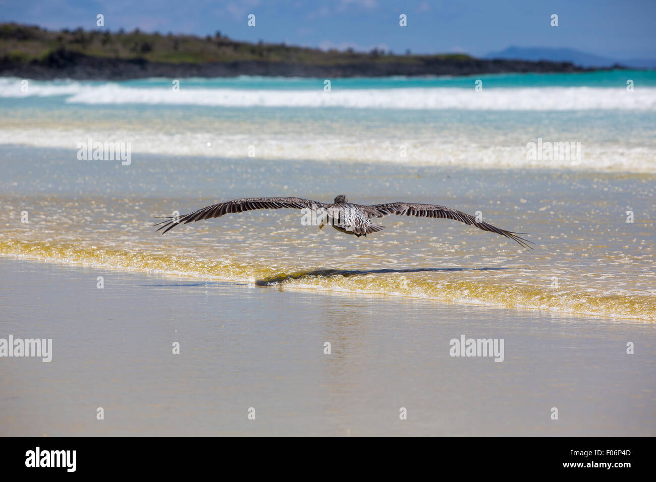 Single pelican flying over the beach in Puerto Ayora with a clear blue sky in the background. Galapagos Islands 2015. Stock Photo