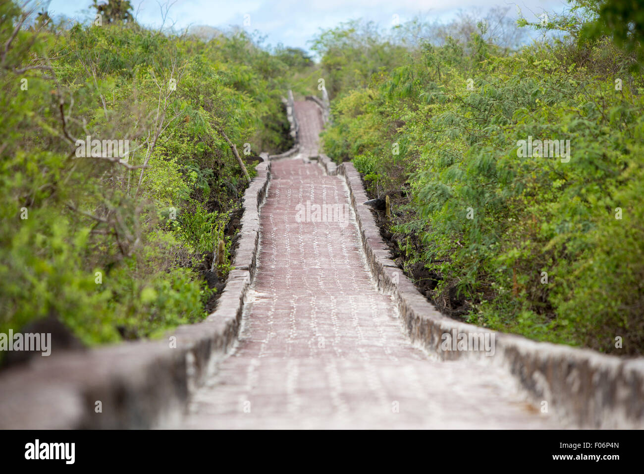 Cobblestone path to the beach of Tortuga Bay in Puerto Ayora. Galapagos Islands, Ecuador 2015 Stock Photo