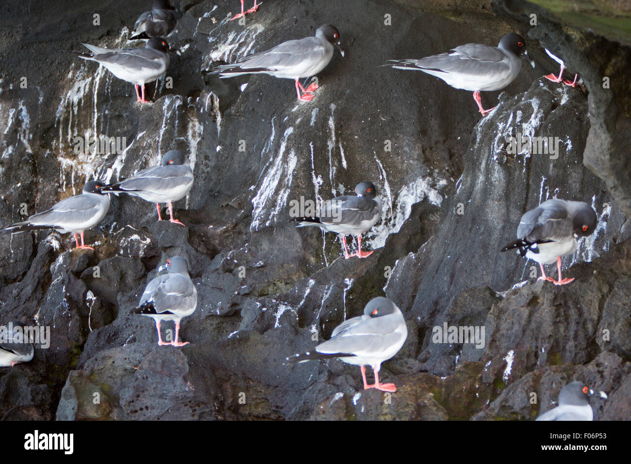 Swallow-tailed gulls with red eyes. Galapagos Islands. Ecudaor Stock Photo