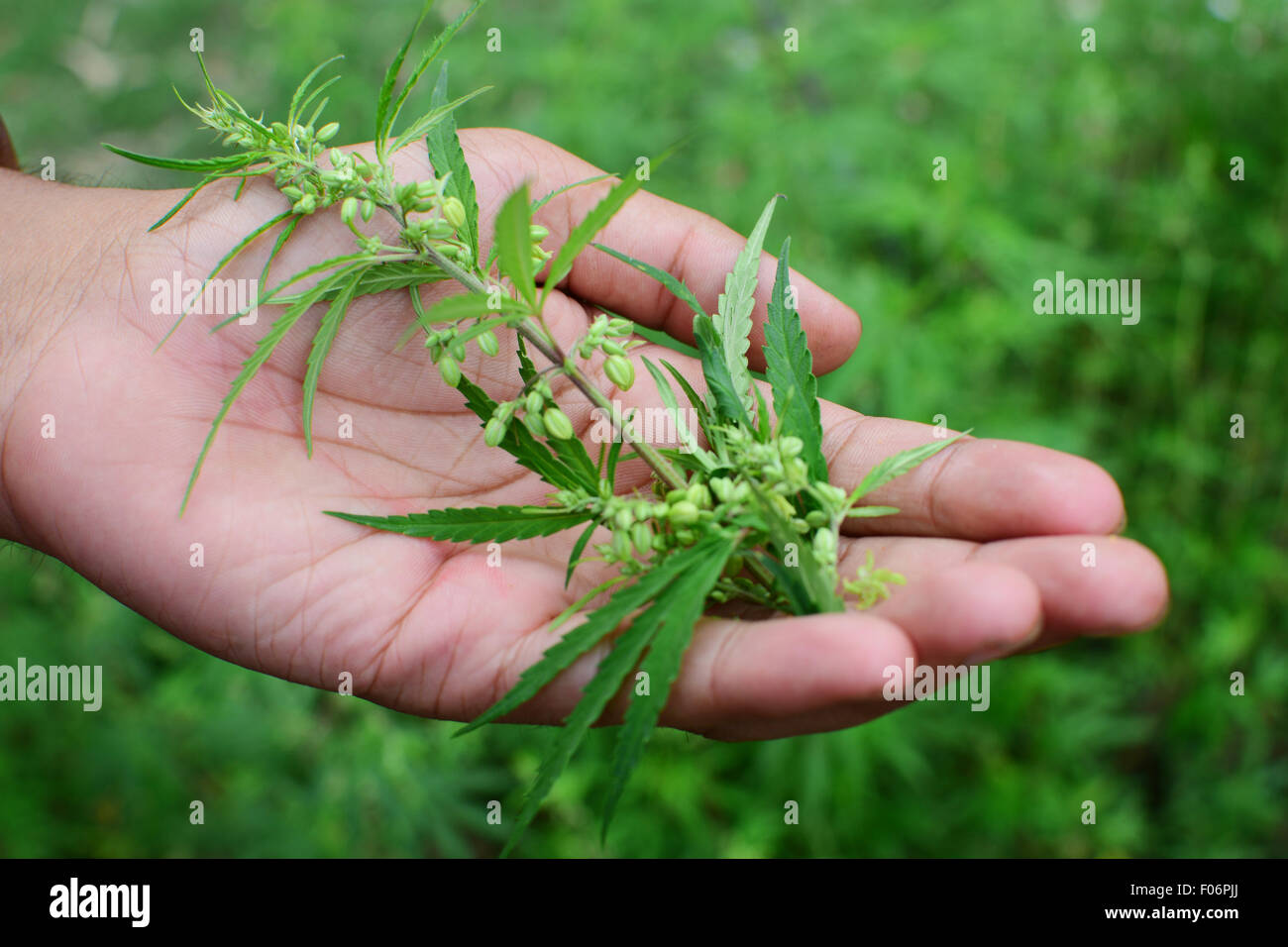 Marijuana leaf on hand Cannabis Plant leaf and seeds view at Manali in Himachal Pradesh State of India Stock Photo